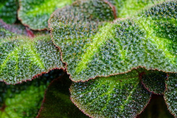 Sun Changing Begonia