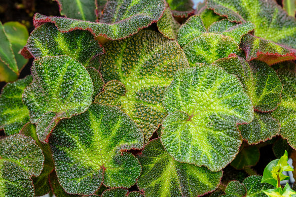 Sun Changing Begonia