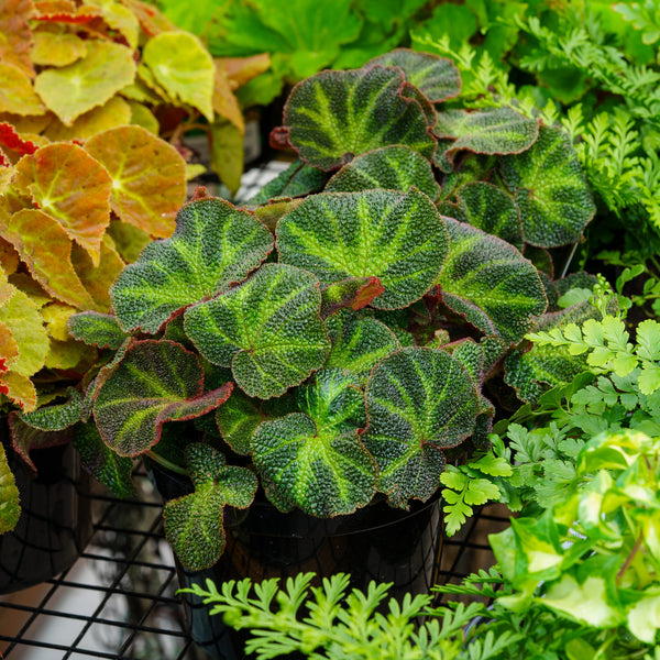 Sun Changing Begonia