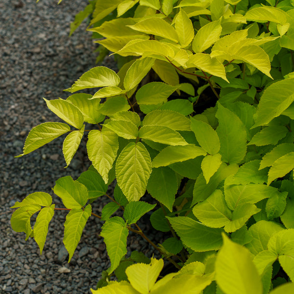 Sun King Japanese Spikenard