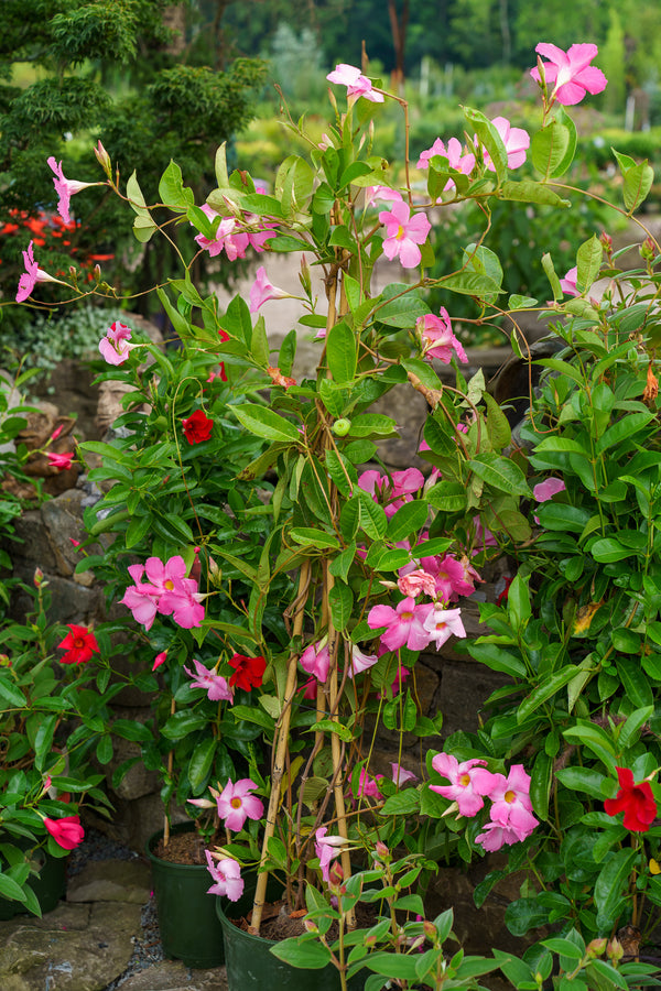 Assorted Mandevilla