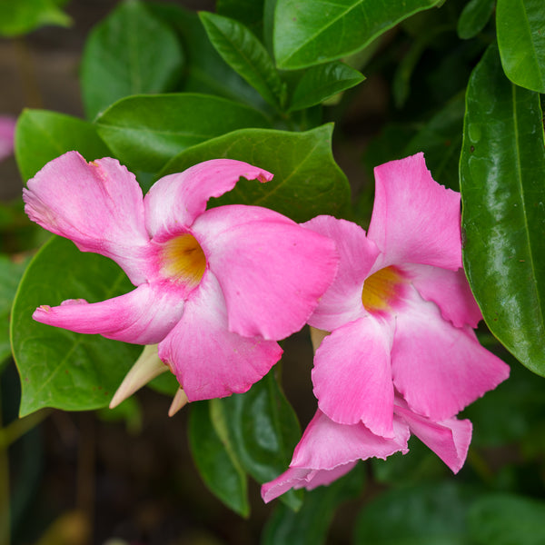 Sun Parasol Giant Pink Mandevilla