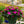 Load image into Gallery viewer, SunPatiens
