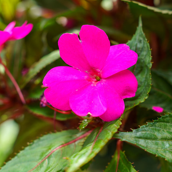 SunPatiens