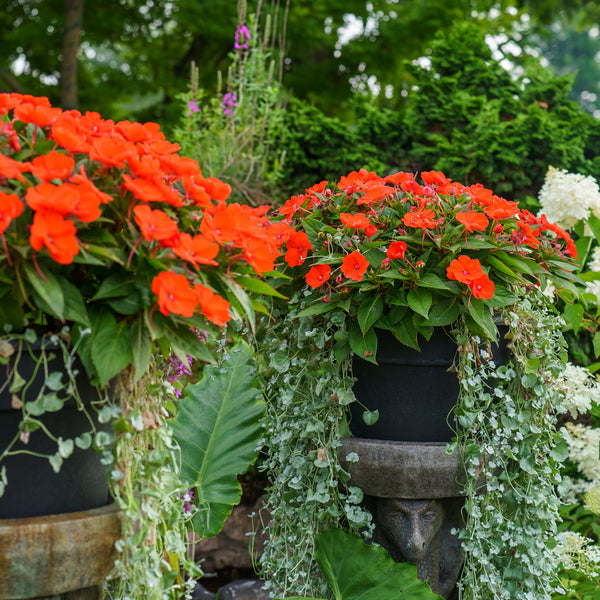 SunPatiens