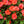 Load image into Gallery viewer, SunPatiens
