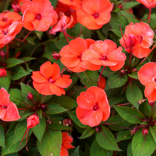 SunPatiens