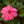 Load image into Gallery viewer, SunPatiens
