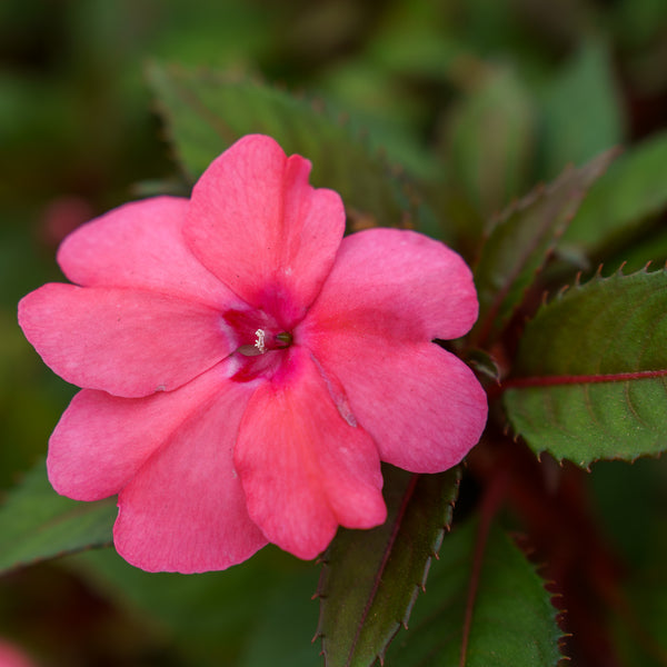 SunPatiens