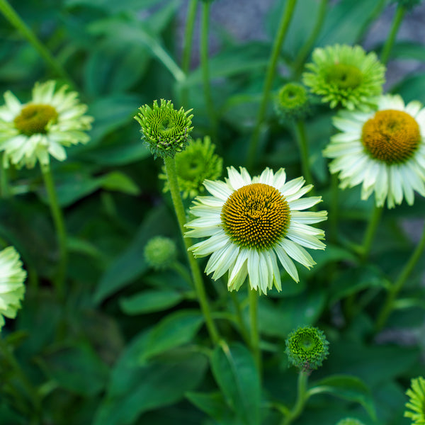 SunSeekers Apple Green Coneflower