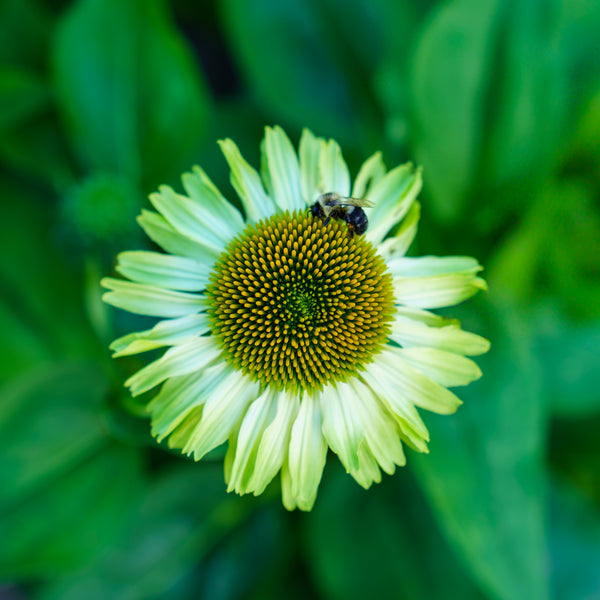 SunSeekers Apple Green Coneflower