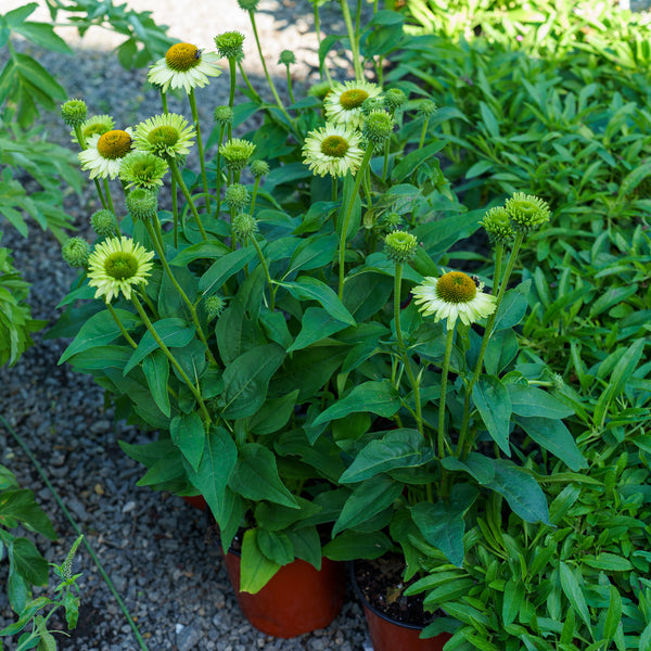 SunSeekers Apple Green Coneflower