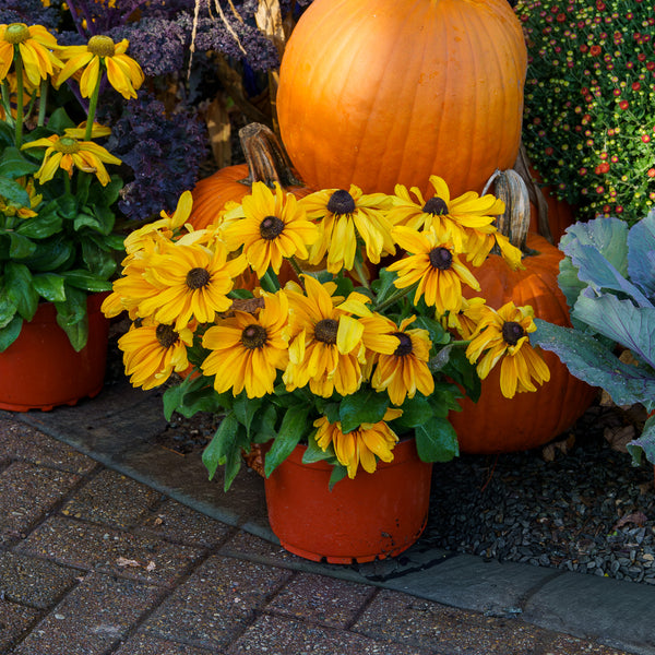 Sunbeckia