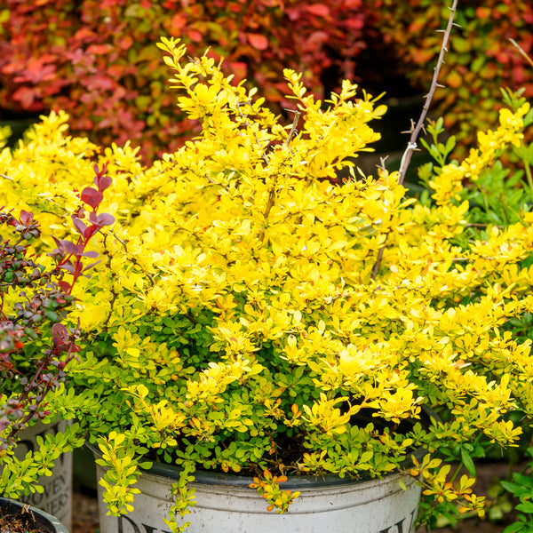 Sunjoy Citrus Barberry - Barberry - Shrubs