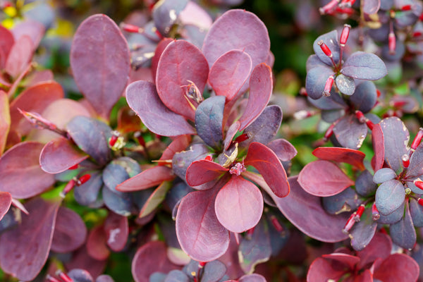 Sunjoy Mini Maroon Barberry - Barberry - Shrubs