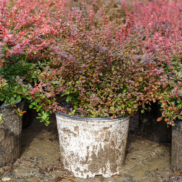 Sunjoy Mini Maroon Barberry