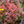 Load image into Gallery viewer, Sunjoy Mini Maroon Barberry - Barberry - Shrubs
