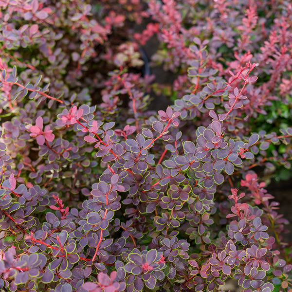 Sunjoy Mini Maroon Barberry