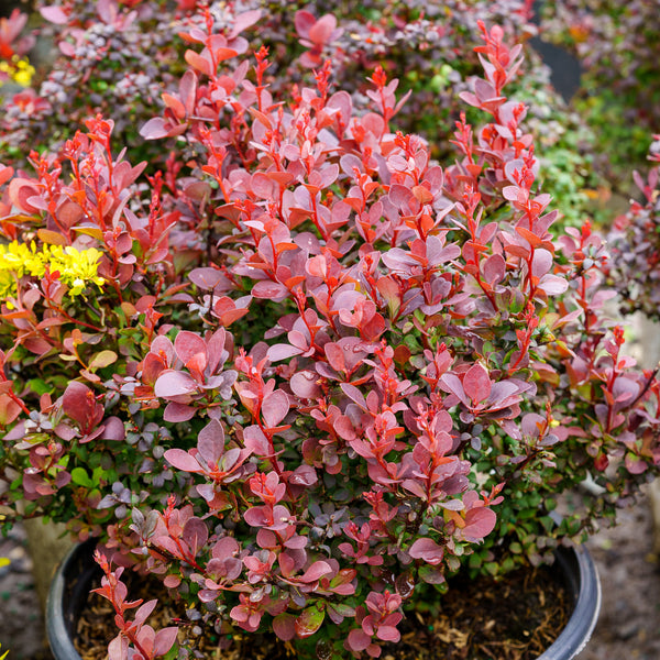 Sunjoy Mini Maroon Barberry - Barberry - Shrubs