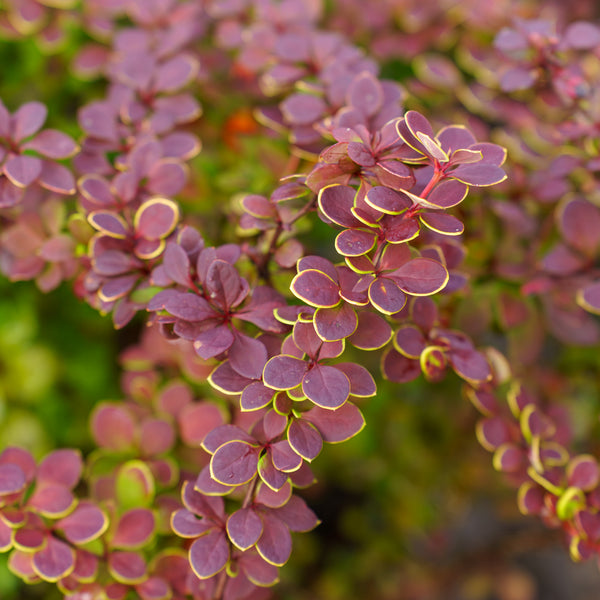 Sunjoy Tangelo Barberry