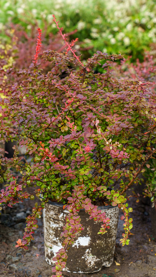 Sunjoy Tangelo Barberry