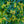 Load image into Gallery viewer, Sunny Boulevard St. John&#39;s Wort
