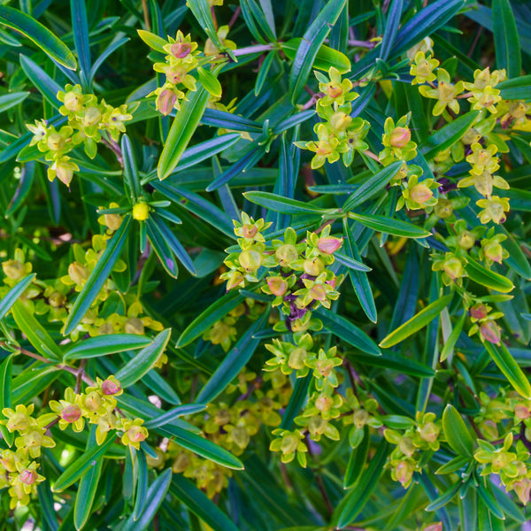 Sunny Boulevard St. John's Wort