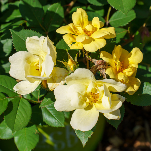 Sunny Knock Out Rose