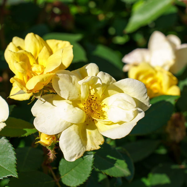 Sunny Knock Out Rose