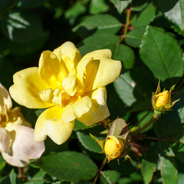 Sunny Knock Out Rose