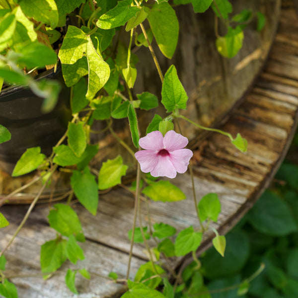 Sunny Rose Sensation Thunbergia