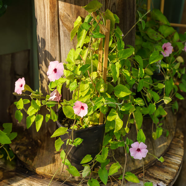 Sunny Rose Sensation Thunbergia