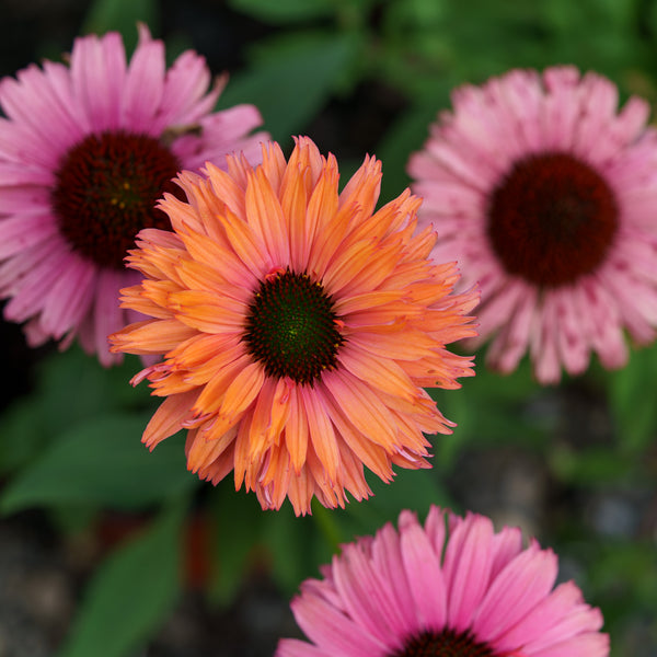 Sunseekers Rainbow Coneflower