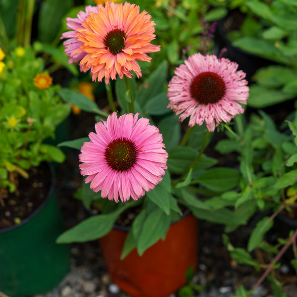 Sunseekers Rainbow Coneflower