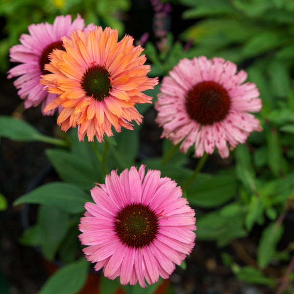 Sunseekers Rainbow Coneflower