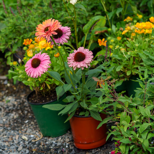 Sunseekers Rainbow Coneflower