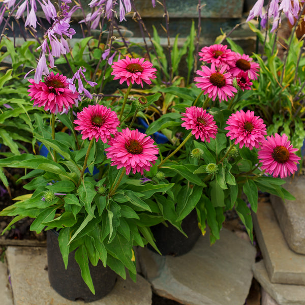 Sunseekers Sweet Fuchsia Coneflower