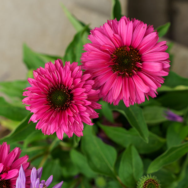 Sunseekers Sweet Fuchsia Coneflower