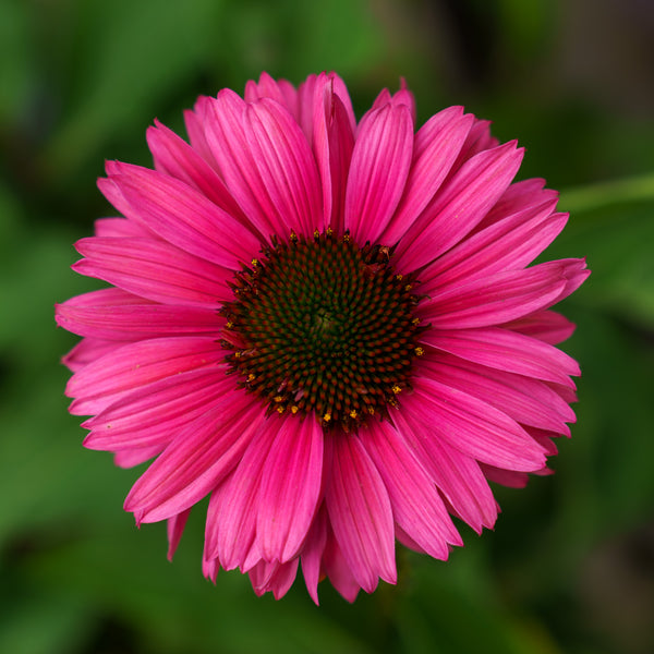 Sunseekers Sweet Fuchsia Coneflower