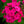 Load image into Gallery viewer, Sunset Coral Garden Phlox
