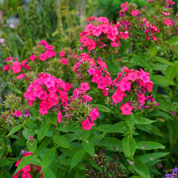 Sunset Coral Garden Phlox