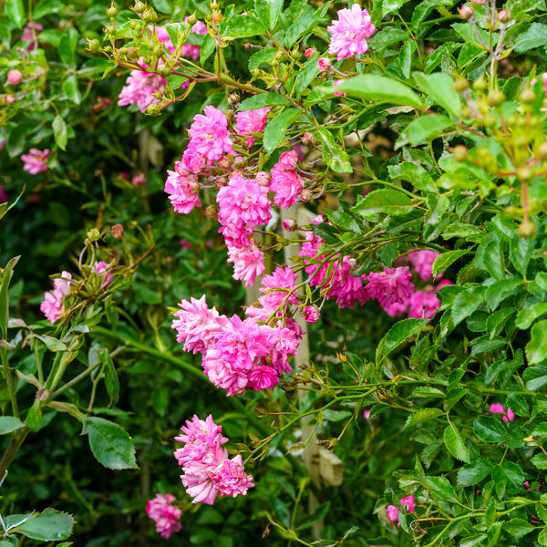 Super Dorothy Climbing Rose