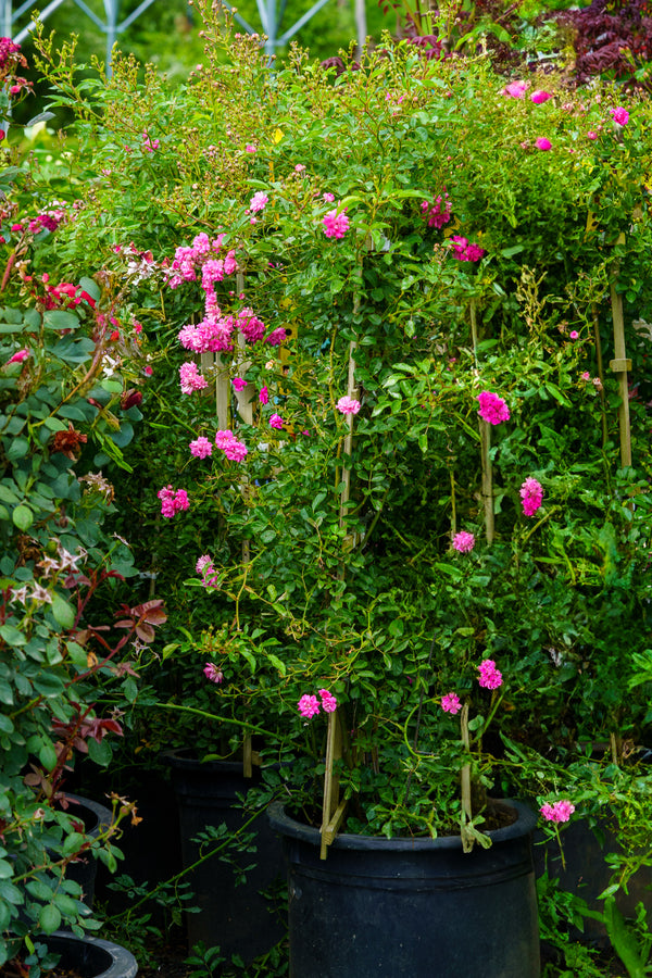 Super Dorothy Climbing Rose