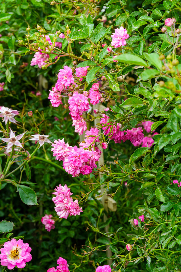 Super Dorothy Climbing Rose