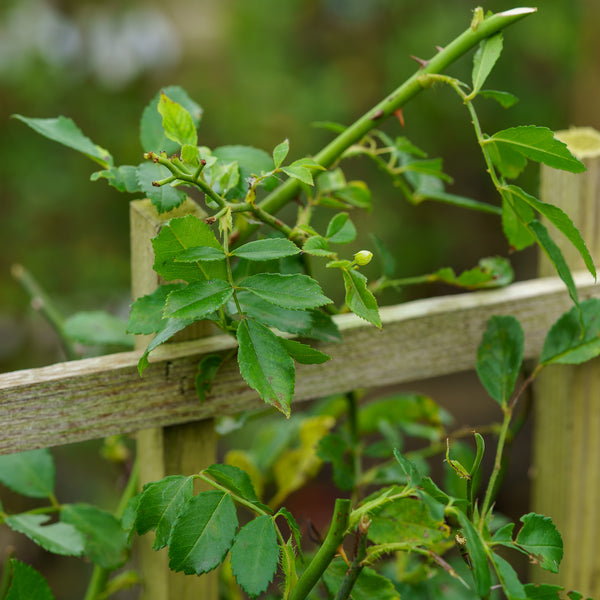 Super Dorothy Climbing Rose