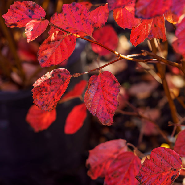 Suzanne Dwarf Fothergilla