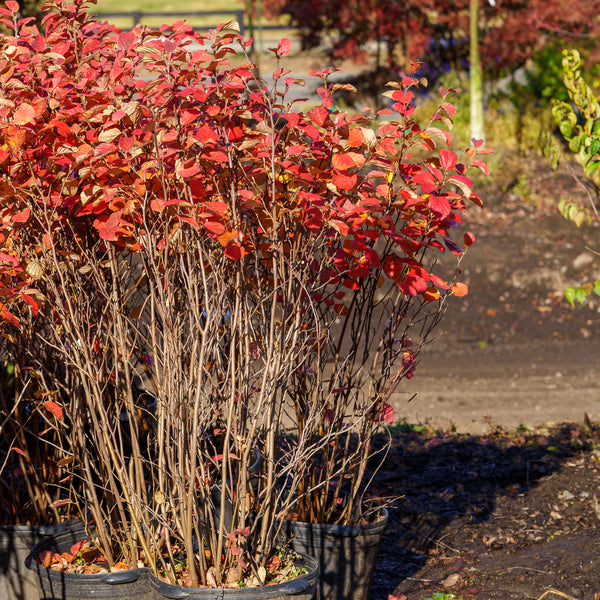 Suzanne Dwarf Fothergilla