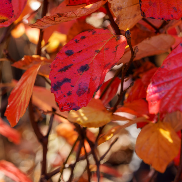 Suzanne Dwarf Fothergilla