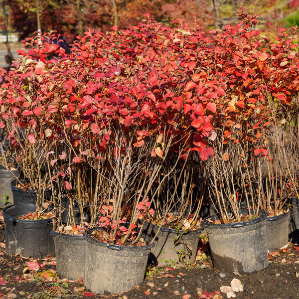 Suzanne Dwarf Fothergilla