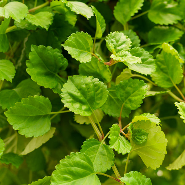 Swedish Ivy Hanging Basket